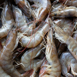 Camarón y Langosta (de granja y mar abierto)