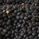 Canola
