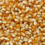 Maíz Amarillo NO Transgénico (NON-GMO)